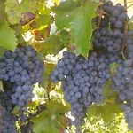 Country house Cascina Fietta - Wine Dreams *