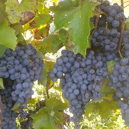 Gospodarstwo wiejskie Cascina Fietta - Wine Dreams *
